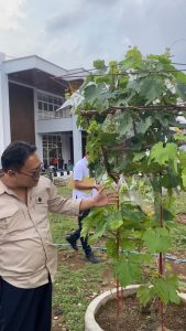 Kasie prasarana BPTD kelas 2 Jateng Petik Anggur di Terminal Tidar.